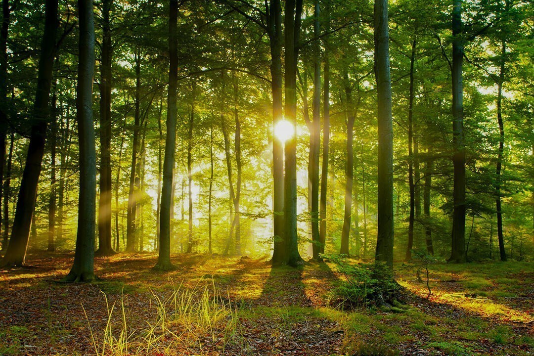 Bagno_di_foresta_porta.jpg