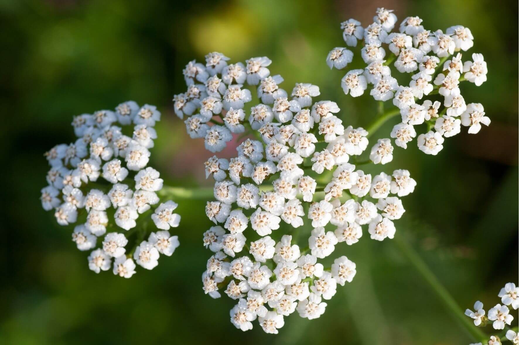 Achillea