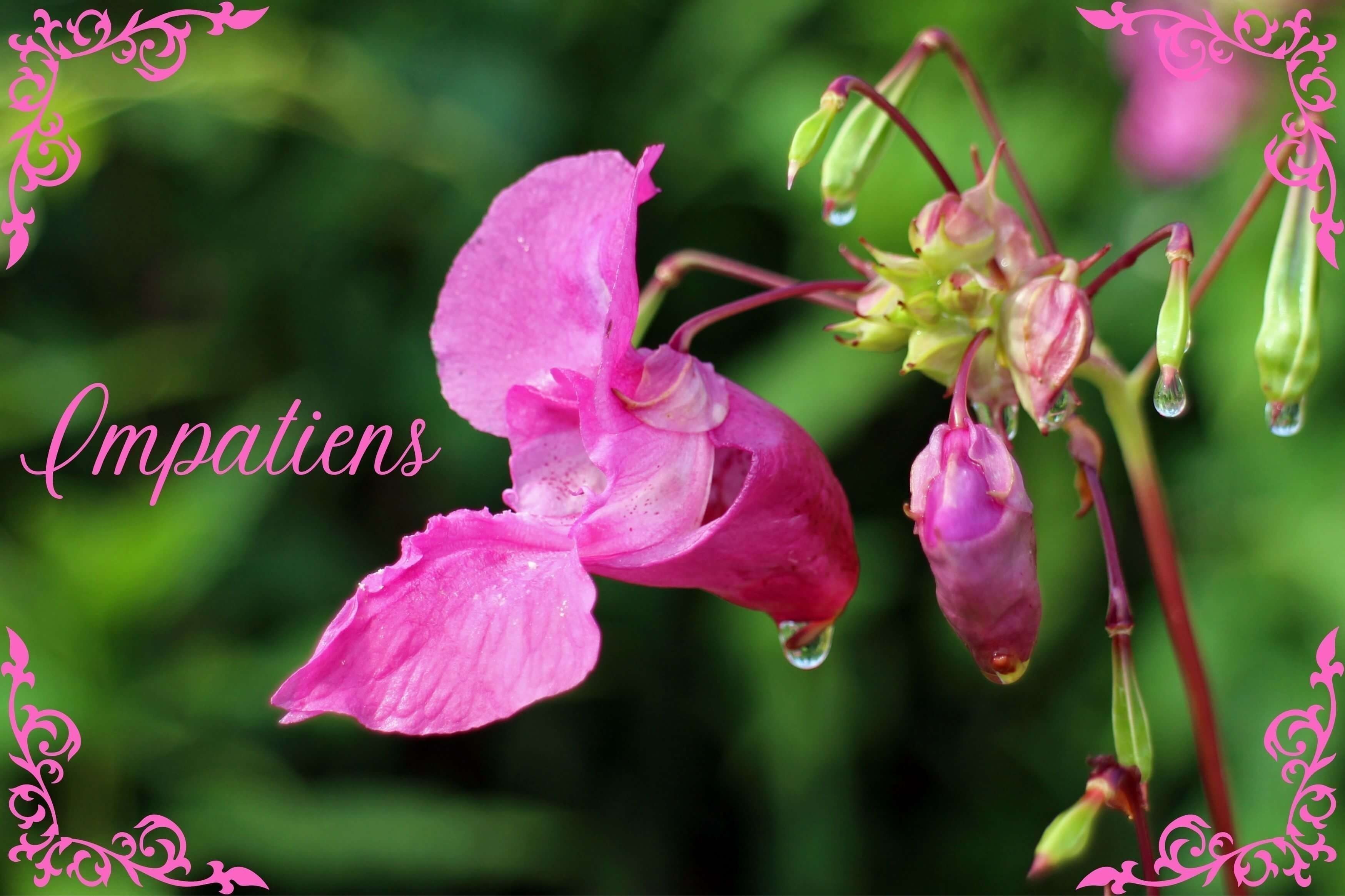 Impatiens