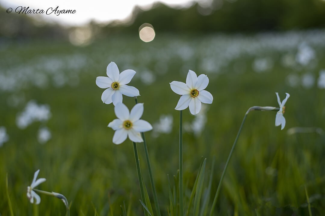 Narcisi