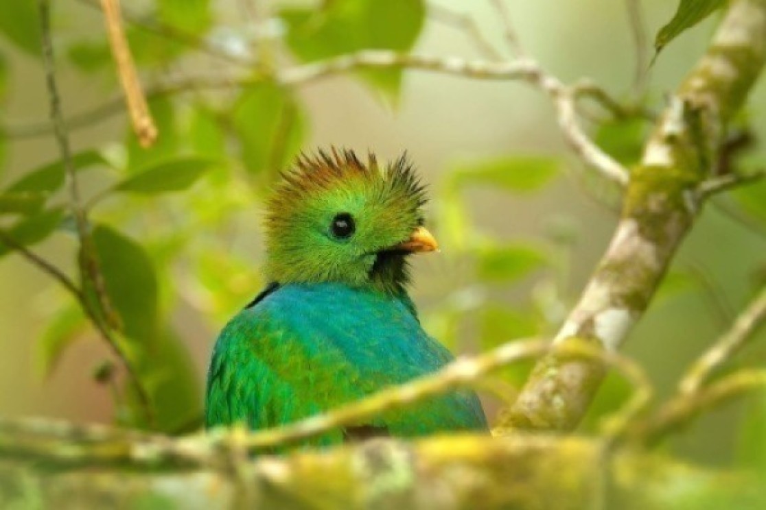 Quetzal