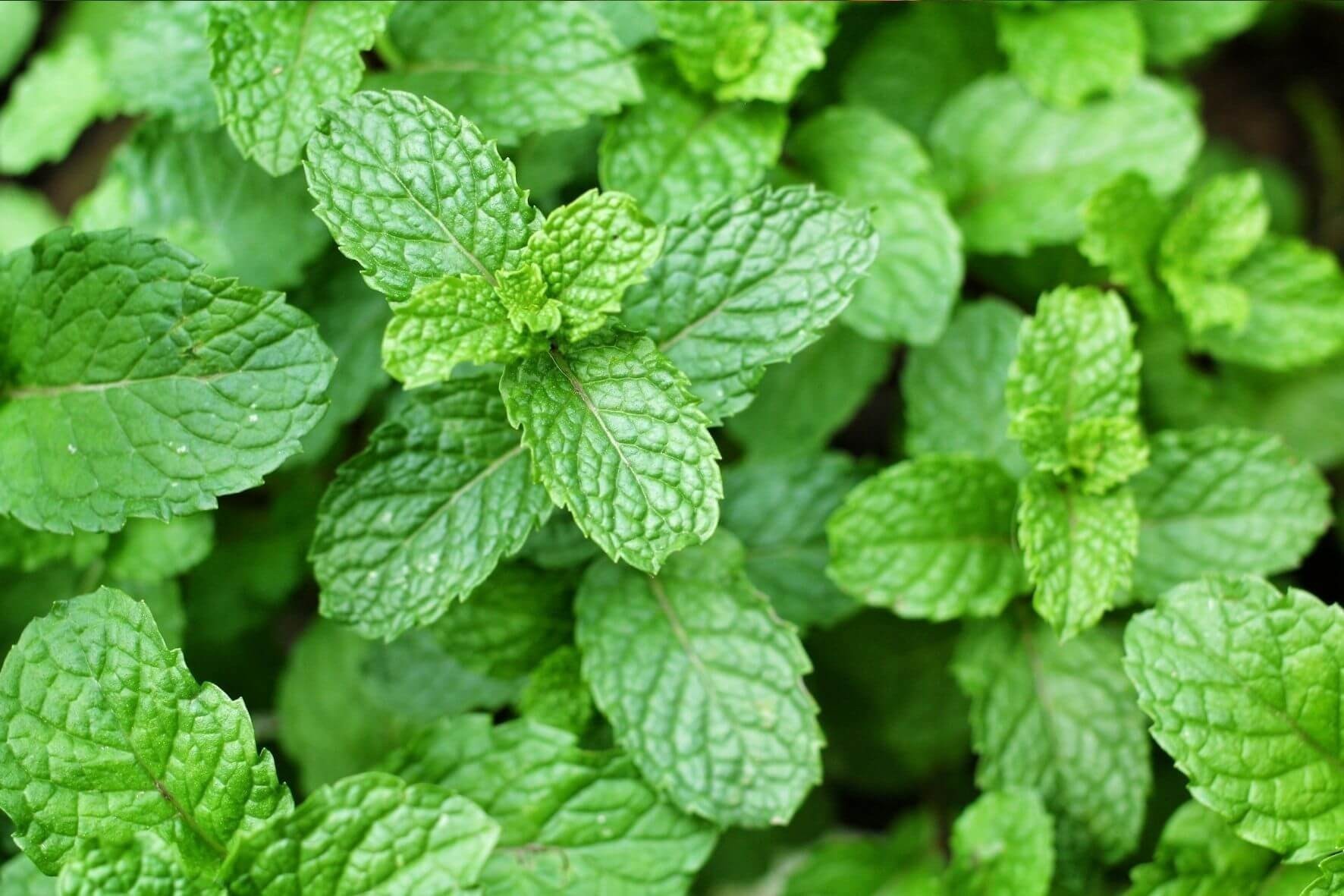 Menta