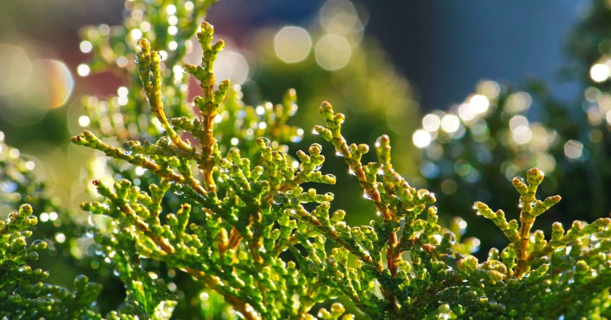 Conosciamo le piante: CIPRESSO