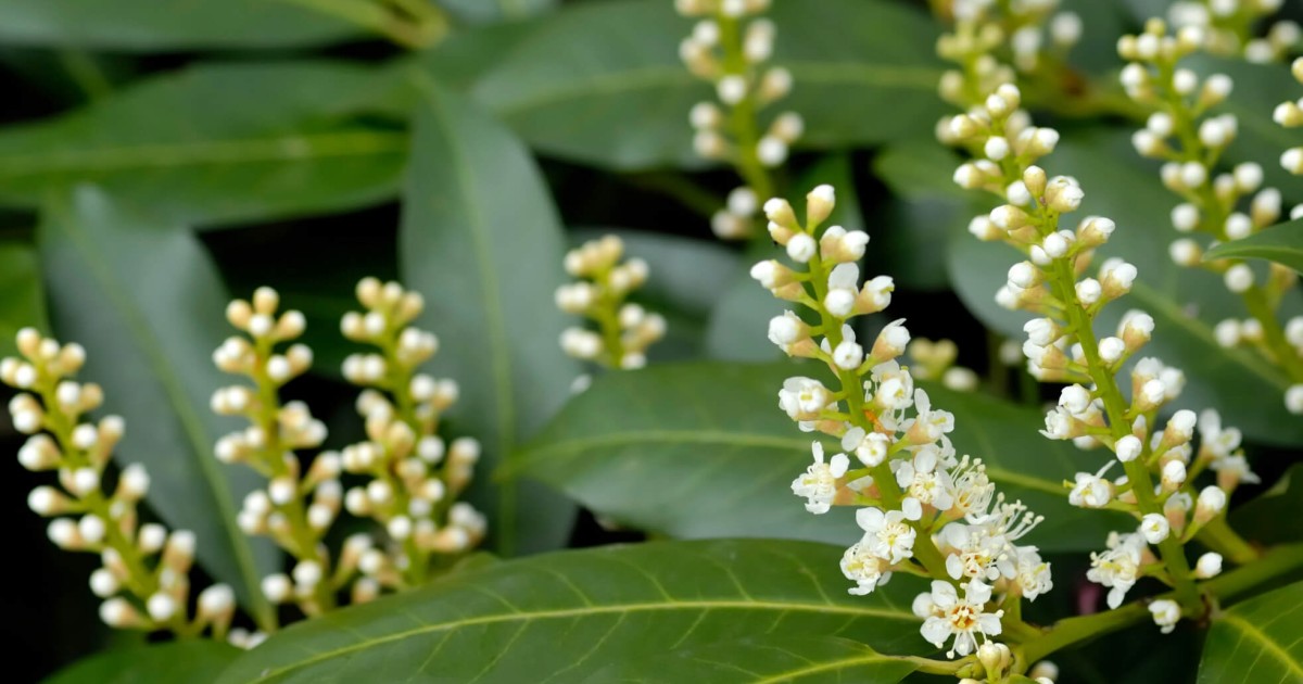 Conosciamo le piante: ALLORO